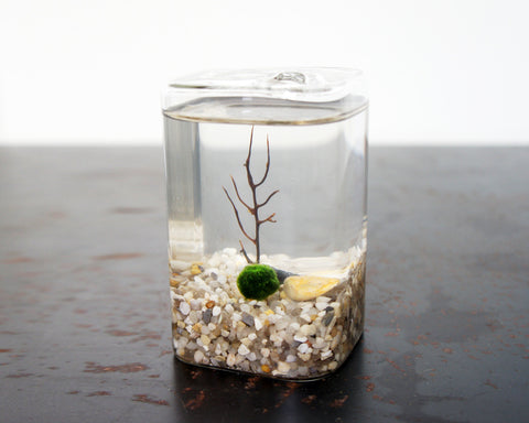 Marimo Moss Ball DIY Terrarium Kit - Fishbowl - wilderne