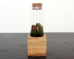 Moss + Twig Terrarium Kit with Wood Base