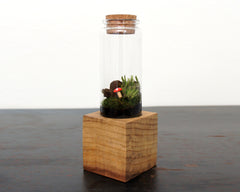 Moss + Twig Terrarium Kit with Wood Base